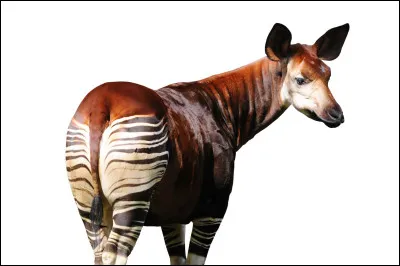 Cet animal vit au Congo-Kinshasa et comment se nomme-t-il ?