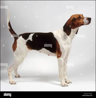 Connaissez-vous cette race ?