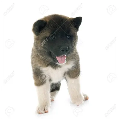 Connaissez-vous la race de ce beau chien ?