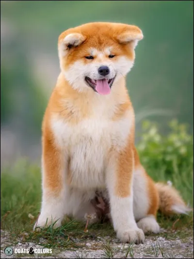 Quelle est cette race ?