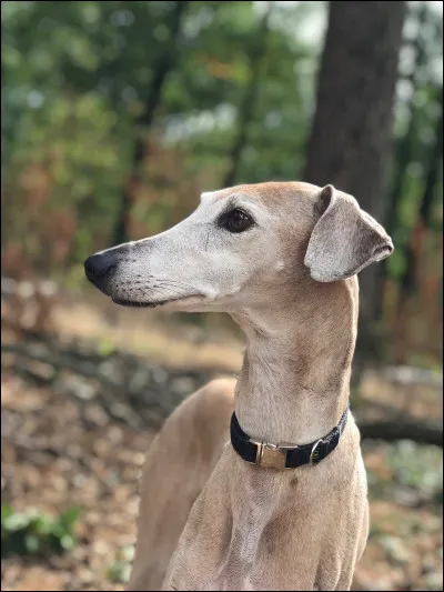 Connaissez-vous la race de ce magnifique chien ?