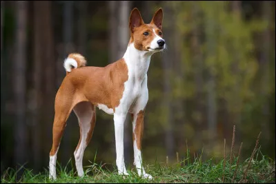 Comment s'appelle cette race de chien ?