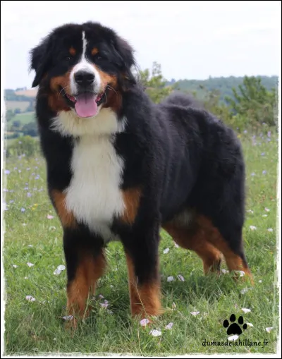 Comment s'appelle ce chien ?