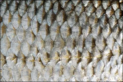 Le principal ouvrier d'une ardoisière est un...