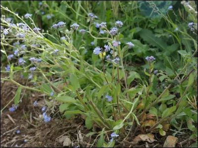 Dans le langage des fleurs, quel est le nom de la petite fleur bleue symbole de l'amour éternel et de la fidélité ?