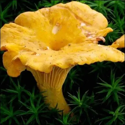Quel est le nom de ce champignon ?
