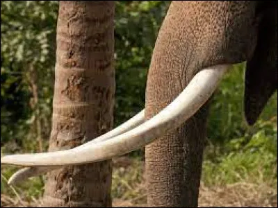De quelle matière les défenses d'un éléphant se composent-elles ?