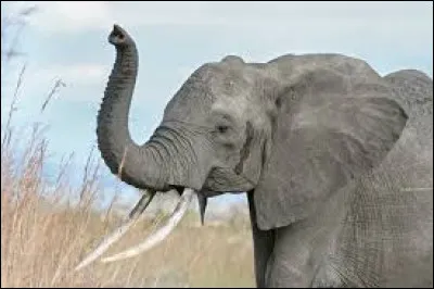 Que signifie l'expression : "Avoir une mémoire d'éléphant" ?