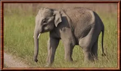 Quel éléphant possède les plus petites oreilles ?