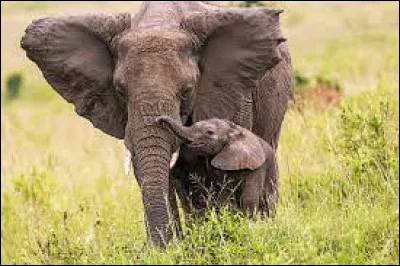 Combien de mois un éléphanteau reste-t-il dans le ventre de sa mère ?