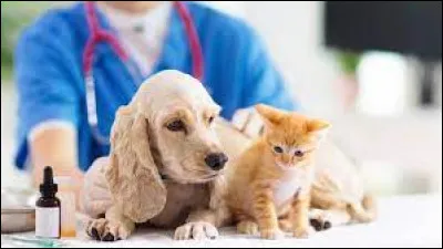 Quel médecin est spécialiste des animaux ?