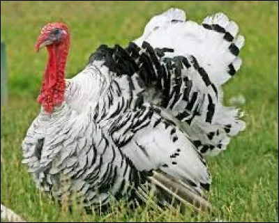 Quel est le cri du dindon ?