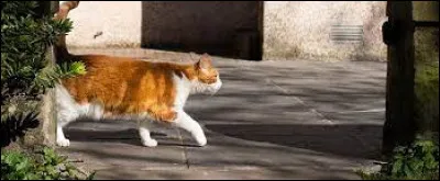 Combien mesure le territoire moyen des chats domestiques autorisés à aller dehors en zone urbaine ?