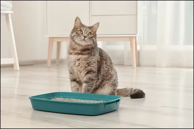 Combien de kilogrammes de litière produisent les 12,7 millions de chats domestiques par seconde ?