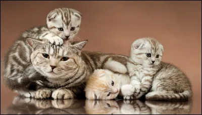 Quel est le plus grand nombre de chatons délivrés par une seule et même chatte ?