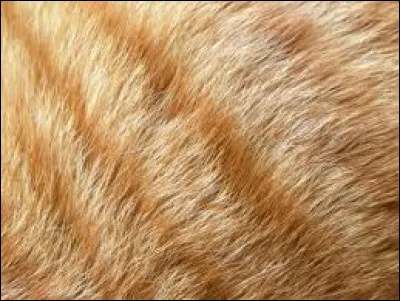 Combien de poils possède environ un chat au centimètre carré ?