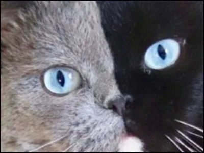 Quelle est la couleur de ton pelage ?