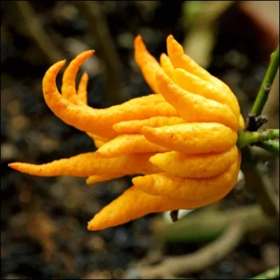 Quelle est cette variété d'agrume aromatique en forme de main, un cédrat originaire d'Asie à peau épaisse et avec peu de pulpe ?