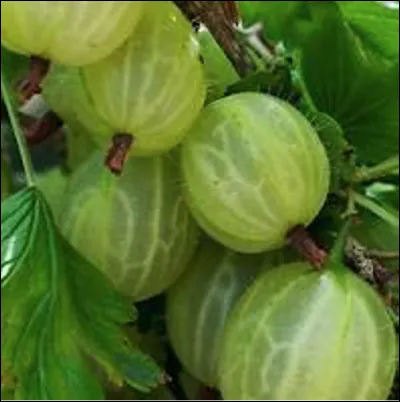 Quelle est cette variété de groseille translucide à gros grain individuel à peau croquante acide avec une pulpe tendre et douce ?