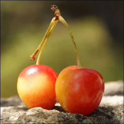 Quelle est cette variété de cerise, un bigarreau de gros calibre à chair blanche et fine ?