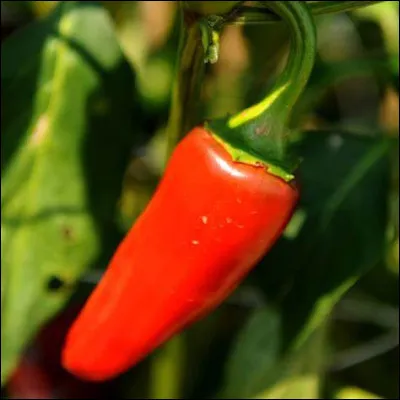 Quelle est cette variété de piment A.O.C. du Pays basque, un fruit rouge piquant utilisé comme condiment ou légume ?