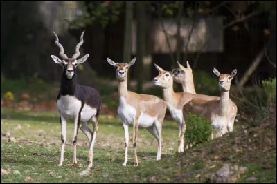 Animaux : Quelle espèce d'antilope aussi appelée antilope indienne est l'un des animaux terrestres les plus rapides du monde ?