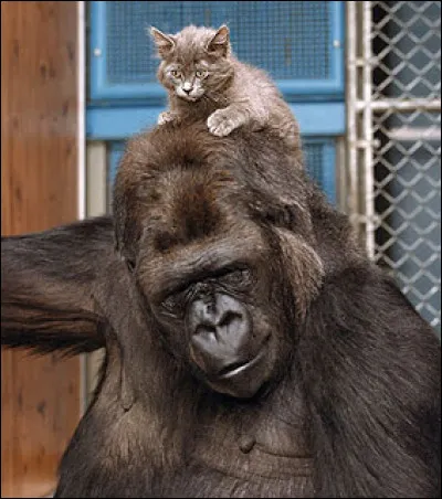 Et pour terminer ce quiz, tout comme le dit Jean-Luc Reichmann, voici la question co, la question qui, la question coquine : Combien mesure au maximum le pénis d'un dos-argenté en forme olympique ?