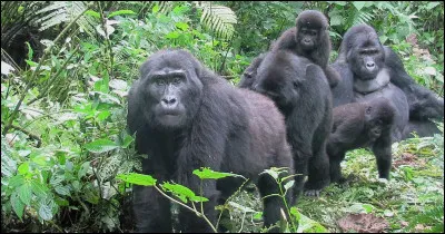 Trouvez l'interprète qui l'a chanté (pour la première fois) !