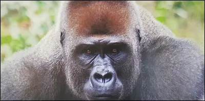 Le Gorille est le héros d'une série de romans écrits par Dominique Ponchardier, mais quel est le véritable nom du Gorille ?