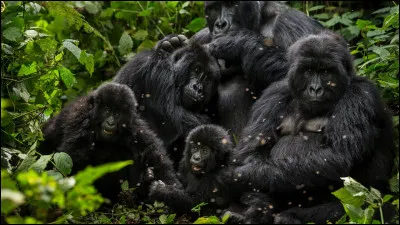 Quel acteur joue le rôle du Gorille dans le film "Le Gorille a mordu l'Archevêque" ?