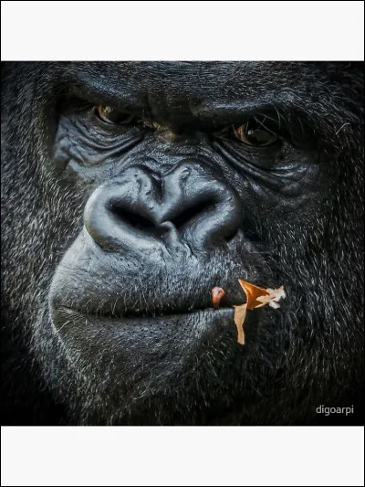 Au Rwanda, comment s'appellent les montagnes qui servent de refuge aux derniers gorilles de montagne !