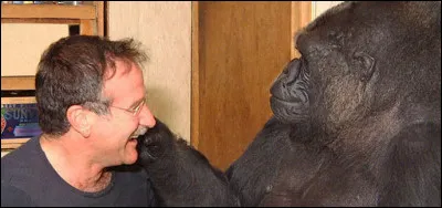 Robin Williams lui a rendu visite, comment s'appelait cette femelle gorille ?