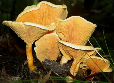 La fausse chanterelle est aussi un instrument de musique : la trompette.