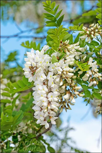 Les faux-acacias sont des robiniers et non des acacias.