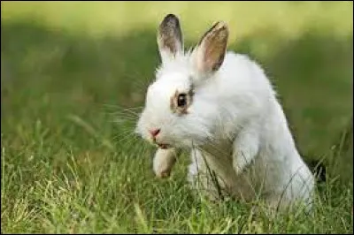 Si vous me faites faux bond c'est que vous m'avez posé un lapin !
