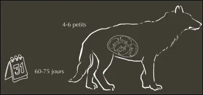 Mon alimentation est essentiellement carnivore, mais il m'arrive de manger des baies et des insectes &agrave; la belle saison. Qui suis-je ?