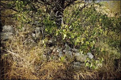 Où est le chat camouflé ?