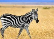 Quiz Les animaux de la savane d'Afrique du sud