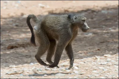 Quel est cet animal ?