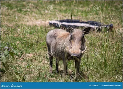 Quel est cet animal ?