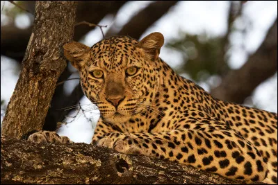 Quel est cet animal ?