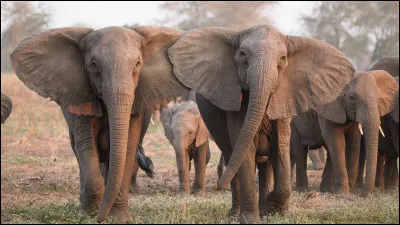 Quel est cet animal ?