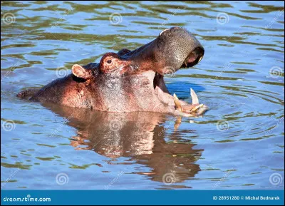 Quel est cet animal ?