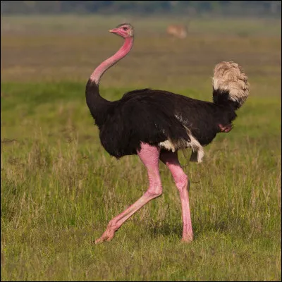 Quel est cet animal ?