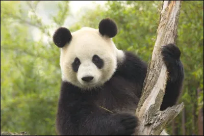 Quel animal préfères-tu ?