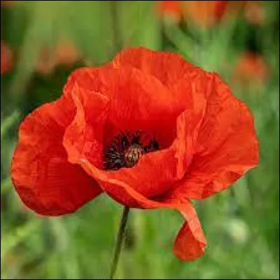 Ensuite, je sors pour aller retrouver des amis au parc.
Je trouve une belle fleur par terre. 
Comment se nomme-t-elle ?