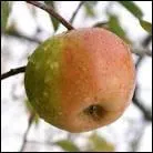 Quel est ce fruit qui fait la fiert du Vigan ?