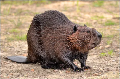 Quelle est la femelle du chat ?