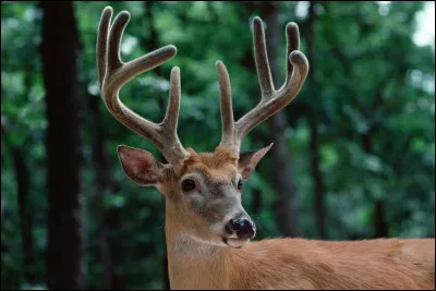 Quel est cet animal ?