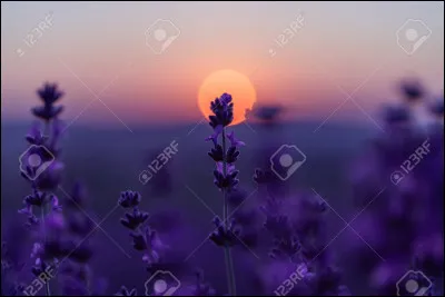 Si tu as choisi dans la question 2 "le violet", tu préfères